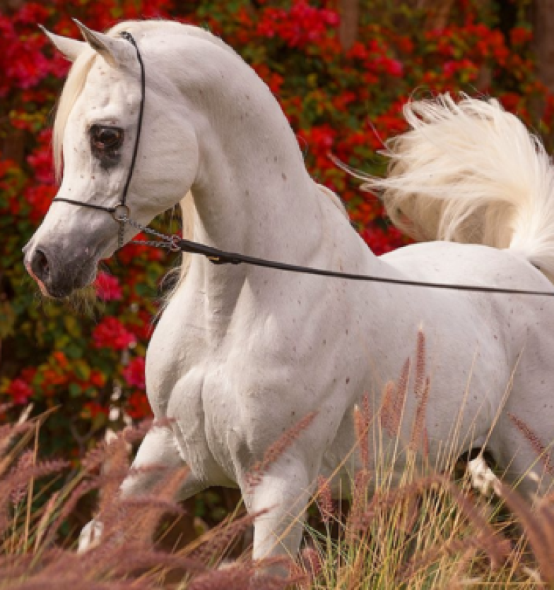 d315d9cae8a5a0b7ca0679d7c68ceaec-600x375